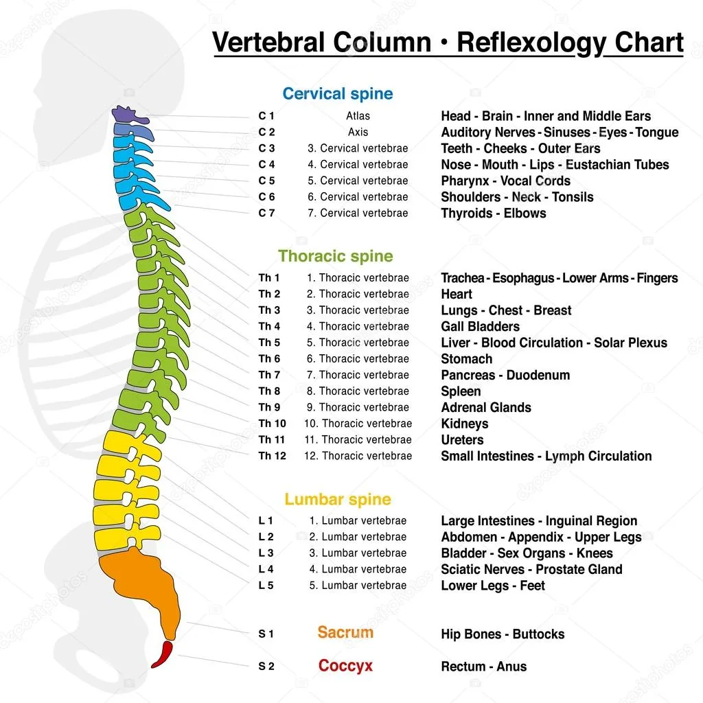 Vertebral column reflexology chart listing the body areas associated with each cervical, thoracic, lumbar and sacral segment