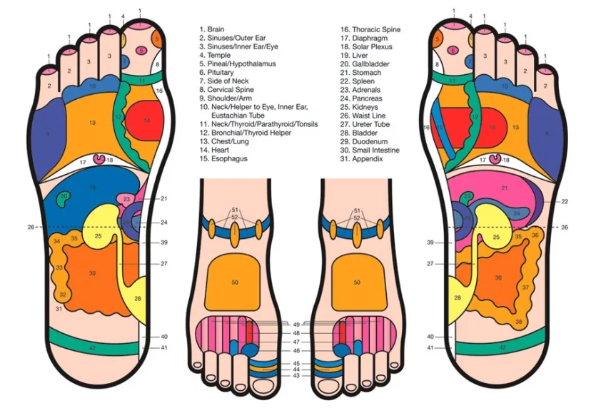 Foot reflexology chart mapping zones on the soles of both feet to areas of the body
